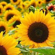 romania lider mondial la exportul de seminte de floarea soarelui
