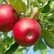 avantajele consumului de mere