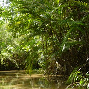 390 de miliarde de arbori din 16000 de specii in padurea amazoniana