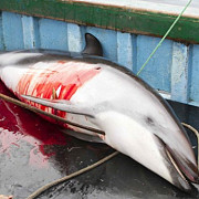 ancheta in peru privind uciderea a 15000 de delfini pe an