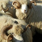 romania ar putea exporta oi in turcia