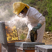 apicultorii nu mai pot accesa fonduri europene din cauza plafonului ridicat
