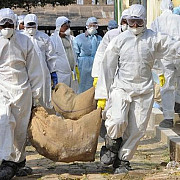 alerta de gripa aviara peste 100000 de pasari sacrificate