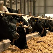 subventii totale de 570 de milioane de lei pentru crescatorii de bovine