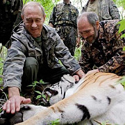 tigrul eliberat in salbaticie de vladimir putin s-a intors acasa