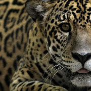 brazilia daca dispare jaguarul dispare si padurea tropicala