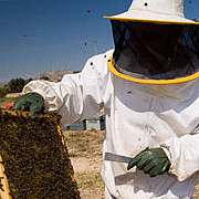 veste buna pentru apicultorii romani