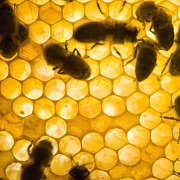 productia de miere afectata de vremea capricioasa
