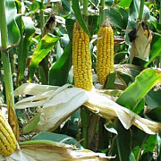 franta interzice cultivarea de porumb modificat genetic mon 810