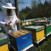 apicultorii vor primi 4 milioane de lei compensatie pentru o parte din pierderi