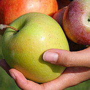 din noiembrie elevii prahoveni ar putea beneficia si de mere