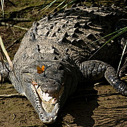 pasiuni ciudate un barbat din toronto a crescut 150 de crocodilii si aligatori in casa