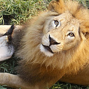 noua oferta a gradinii zoologice din londra cabane pentru a dormi in mijlocul leilor