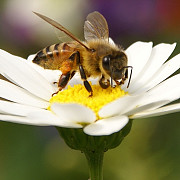 apocalipsa albinelor se pregatesc microcipuri care iau urma polenizarii
