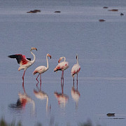 aparitie rara in romania patru pasari flamingo au fost observate pe teritoriul tarii