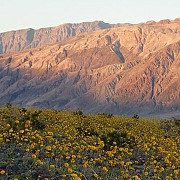 arida vale a mortii din california s-a transformat intr-un covor de flori