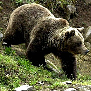 jandarmii au salvat un cioban atacat de urs in muntii ciucas