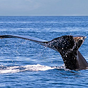 27 de balene au esuat pe o plaja din mexic doar trei au fost salvate