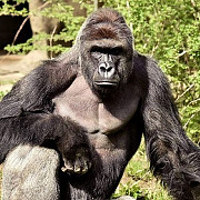 autoritatile nevoite sa impuste mortal o gorila a gradinii zoo din cincinnati dupa ce un copil a cazut in cusca animalului