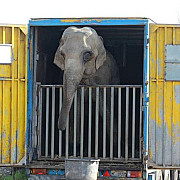 vier pfoten un elefant si un hipopotam ai unui circ tinuti in parcarea unui hipermarket  in stare deplorabila