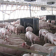 crescatorii de vaci si de porci vor primi sprijin financiar de 11 milioane de euro conditii