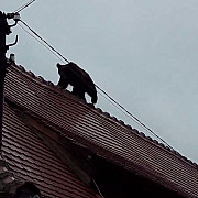 presa internationala scrie despre ursul impuscat mortal de catre autoritati in centrul sibiului