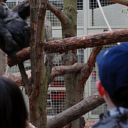 o gorila periculoasa fugita dintr-o gradina zoologica a fost tranchilizata in centrul londrei