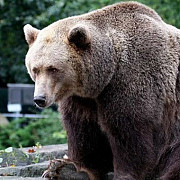 un turist american a fost atacat de un urs la marginea orasului brasov