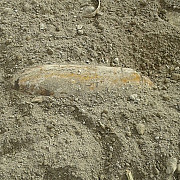 bomba de aviatie de 50 de kilograme descoperita pe un camp din brasov