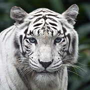 animale noi la zoo bucov lei si tigrii albi camile lame toate provin de la circul globus