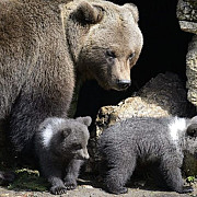 ursoaica si puii care au speriat turistii de la cheia au fost capturati video