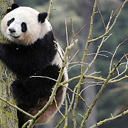 china va trimite in danemarca o pereche de ursi panda urias