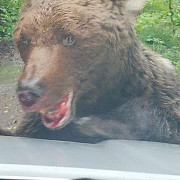 video foto urs agresiv pe drumul spre cascada urlatoarea