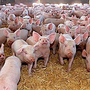 virusul pestei porcine a fost confirmat la cea mai mare ferma din romania 140 de mii de porci vor fi sacrificati
