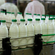 ansva incepe verificarile produsele lactate distribuite prin programul laptele si cornul sunt vizate