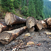 perchezitii intr-un dosar ce vizeaza taieri ilegale de arbori prejudiciul - 4 milioane euro