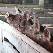 bulgaria focar de pesta porcina intr-un sat aflat la 15 km de granita cu romania  17000 de porci vor fi eutanasiati