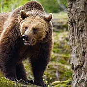 incident nefericit pentru un padurar din bacau a fost atacat de un urs prins in capcana