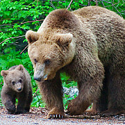 ursoaica cu trei pui in apropierea magazinului carrefour din brasov