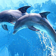 capacitatile intelectuale deosebite ale delfinilor