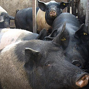 avertisment ansvsa pentru proprietarii de porci