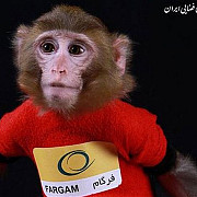 iranul are un erou national o maimuta