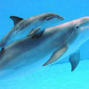o noua specie de delfin descoperita in australia