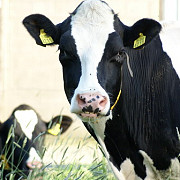 vacile romanesti pleaca in china