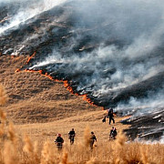incendiile de vegetatie au distrus hectare intregi de padure si miriste in harghit