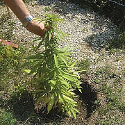 culturi de cannabis in prahova 13 persoane au fost retinute pentru trafic de droguri