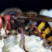 alerta in neamt un barbat a murit intepat de viespi si 20 de persoane au ajuns la spital