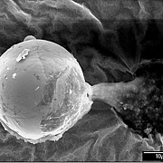 seminte trimise de extraterestri pe pamant o sfera microscopica de metal cu material organic a fost fotografiata in atmosfera