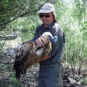 un vultur plesuv sur a fost descoperit in delta dunarii pasarea rapitoare considerata disparuta din rezervatie zburase din israel