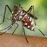 primul caz de infectare cu virusul zika a fost confirmat in romania ce este zika